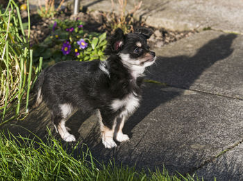 High angle view of a dog