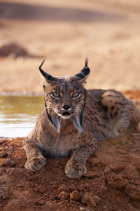 Iberian lynx, lynx pardinus, wild cat endemic to iberian peninsula in castilla la mancha, spain.