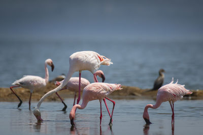 Flamingos in lake