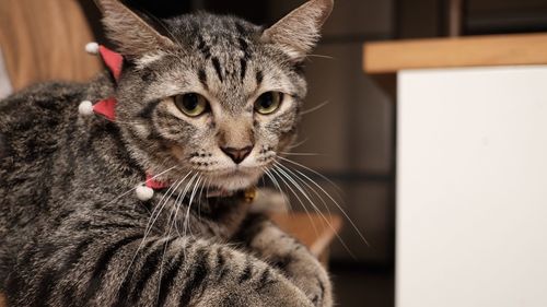 Close-up portrait of a cat at home