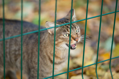 Close-up of cat behind fence