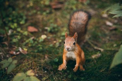 Squirrel on field