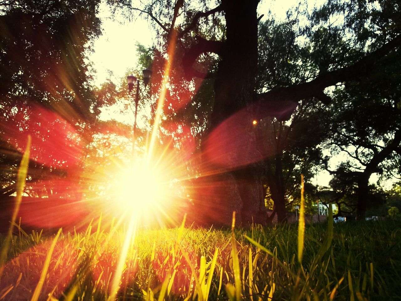 sun, sunbeam, lens flare, sunlight, growth, tree, grass, nature, field, tranquility, beauty in nature, bright, sunset, back lit, plant, sunny, tranquil scene, outdoors, sky, clear sky