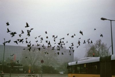 Flock of birds flying against sky