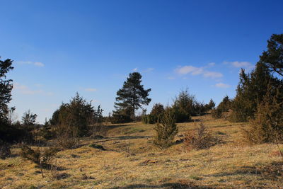 Trees growing on land against sky