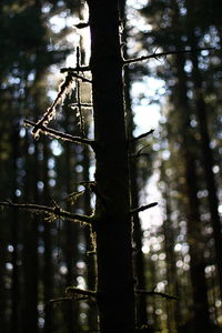 Low angle view of bamboo trees in forest