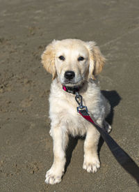 Portrait of dog sitting on sand
