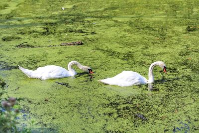 Swans in a lake