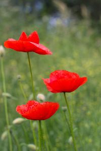 Close-up of red poppy flower on field