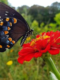 Close-up of butterfly pollinating on red flower