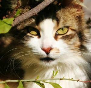 Close-up portrait of cat