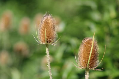 Close-up of plant