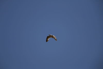 Low angle view of eagle flying against clear blue sky