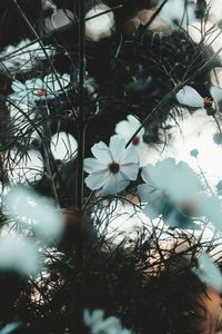 Close-up of white flowering plant