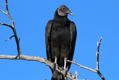 Low angle view of bird perching on branch against blue sky