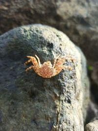 Close-up of lizard on rock