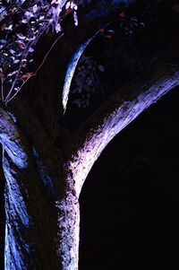 Low angle view of tree against sky at night