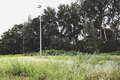 Trees on grassy field