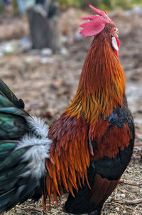 Close-up of rooster