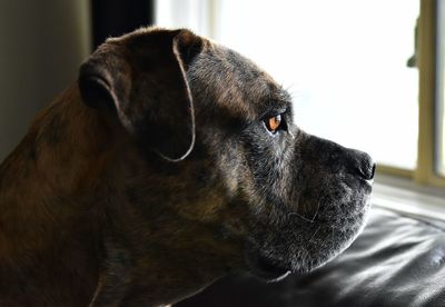 Close-up of a dog looking away