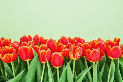 Close-up of red tulips against white background