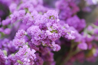 Close-up of cherry blossom