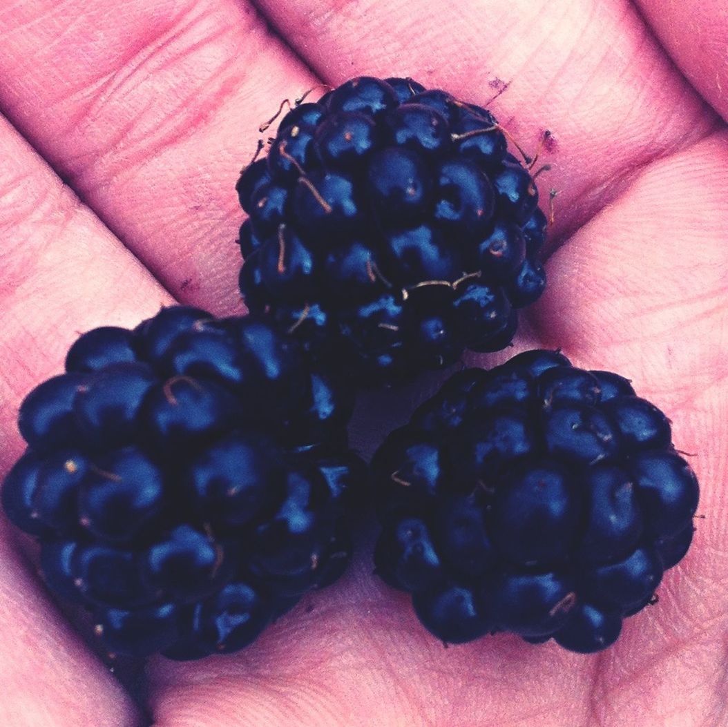 food and drink, fruit, food, person, healthy eating, freshness, part of, close-up, indoors, berry fruit, holding, blueberry, blackberry - fruit, cropped, high angle view, unrecognizable person, raspberry