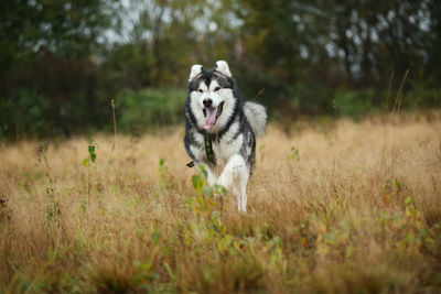 Dog running in field