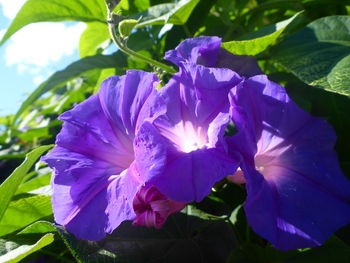 Close-up of purple flowers blooming outdoors