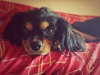 Portrait of dog relaxing on bed at home