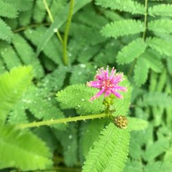 Close-up of flower blooming outdoors