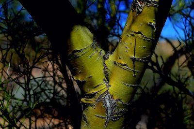 Close-up of branches against blurred background