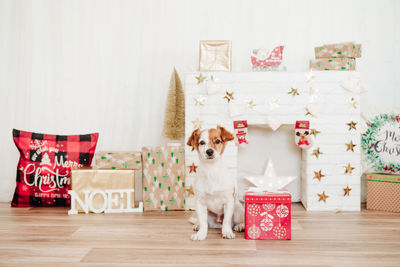 Cute small jack russell dog sitting by presents red box over christmas decoration at home or studio. 