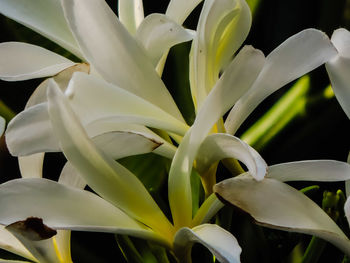 Close-up of white flowering plants