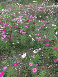 Pink flowers blooming outdoors