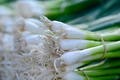 Close-up of white tied on plant