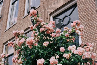 Low angle view of flowering plant against building