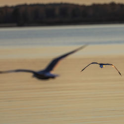 Close-up of seagals on the ocean