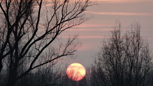 Scenic view of bare tree against sky during sunset