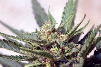 Close-up of plant