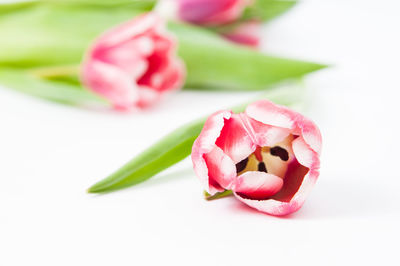 Close-up of pink flowers over white background