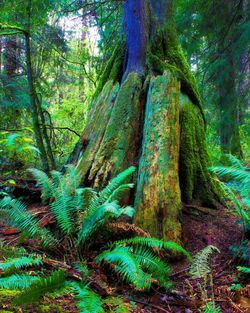 Trees growing in forest