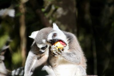 Close-up of monkey eating bird