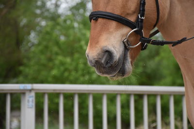 Close-up of horse against blurred background