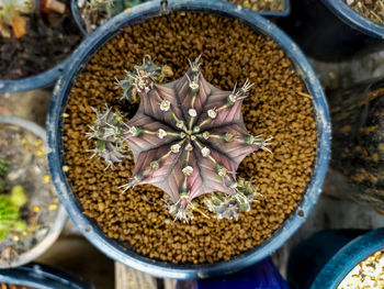 High angle view of potted plant in container