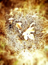 Close-up of dry plant