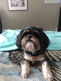 Close-up portrait of dog relaxing on bed at home