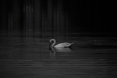 Swan swimming in lake