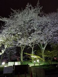 Flower trees against sky at night