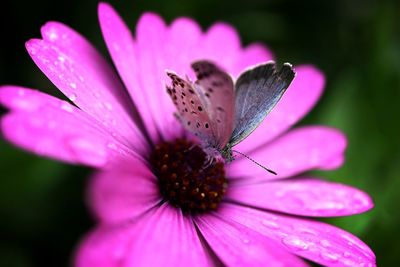 Close-up of insect on purple flower